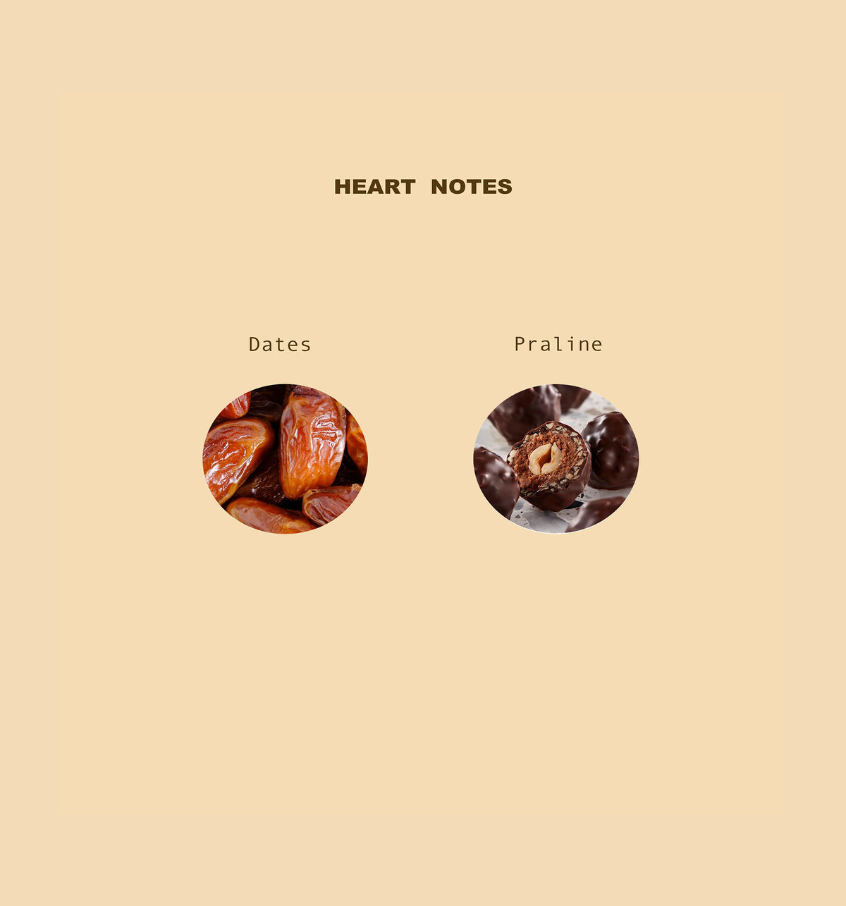 Born to Shine Eau de Parfum heart fragrance notes: Dates and praline