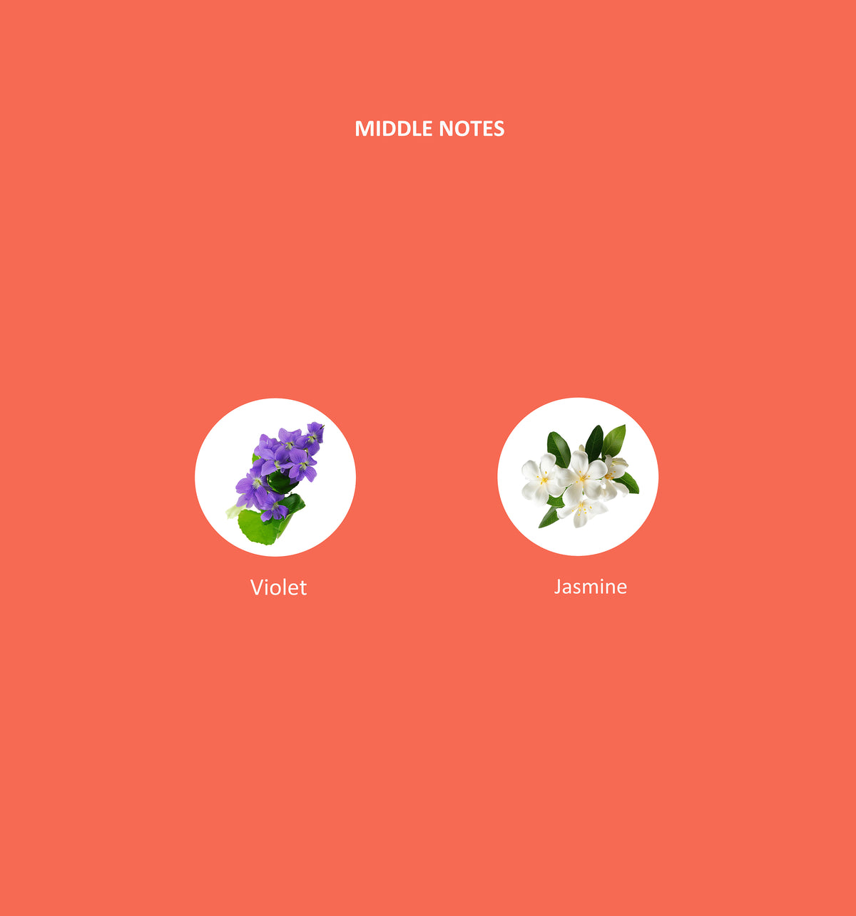 Secrets Eau de Parfum heart fragrance notes: Jasmine and violet
